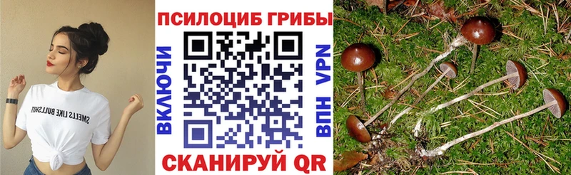 Галлюциногенные грибы Cubensis Кизилюрт